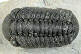 Austerops Trilobite - Ofaten, Morocco #287561-3